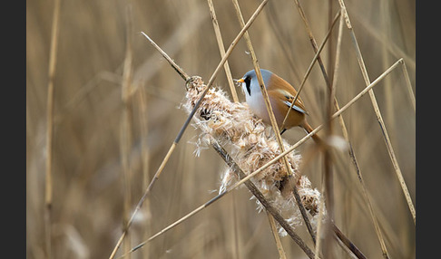 Bartmeise (Panurus biarmicus)