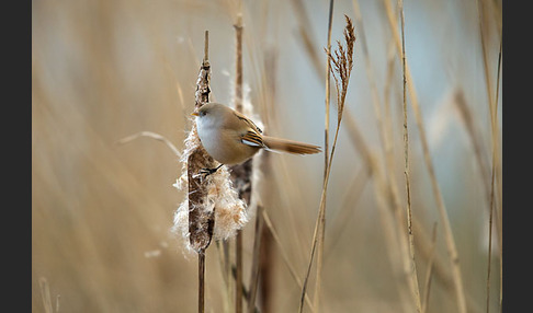 Bartmeise (Panurus biarmicus)