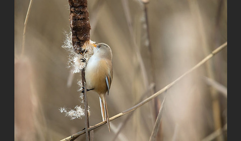 Bartmeise (Panurus biarmicus)