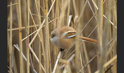 Bartmeise (Panurus biarmicus)