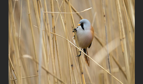 Bartmeise (Panurus biarmicus)