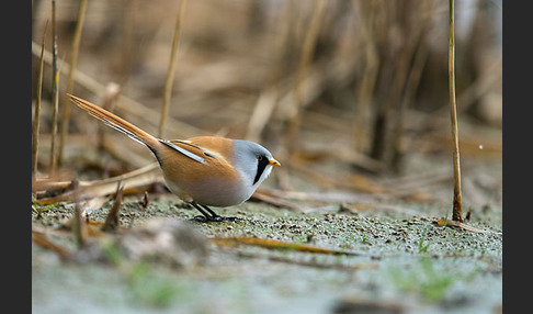 Bartmeise (Panurus biarmicus)