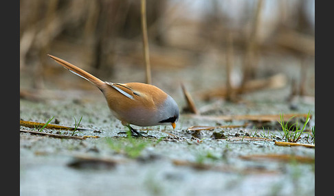 Bartmeise (Panurus biarmicus)