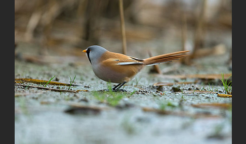 Bartmeise (Panurus biarmicus)