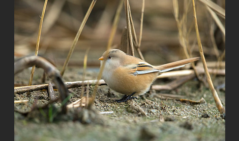 Bartmeise (Panurus biarmicus)