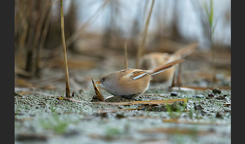 Bartmeise (Panurus biarmicus)