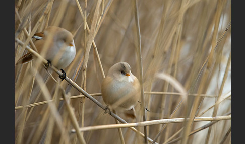 Bartmeise (Panurus biarmicus)