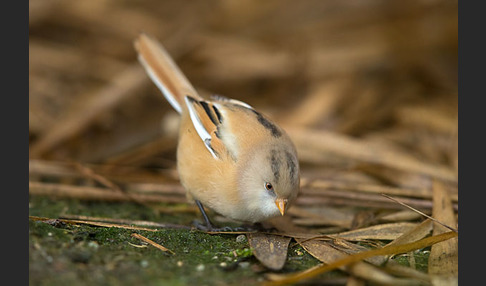 Bartmeise (Panurus biarmicus)