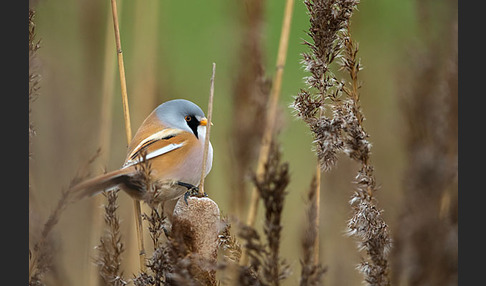 Bartmeise (Panurus biarmicus)