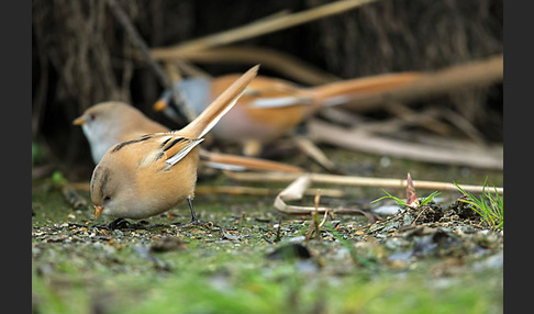 Bartmeise (Panurus biarmicus)