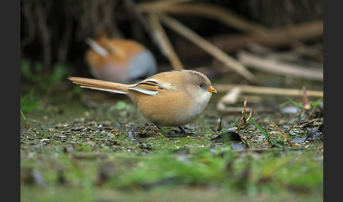 Bartmeise (Panurus biarmicus)