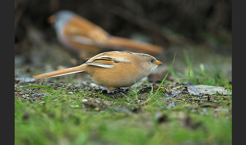 Bartmeise (Panurus biarmicus)