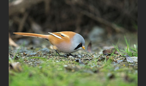 Bartmeise (Panurus biarmicus)