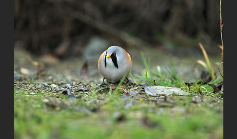 Bartmeise (Panurus biarmicus)