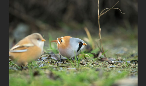 Bartmeise (Panurus biarmicus)