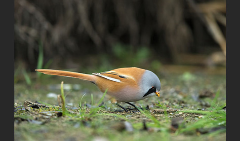 Bartmeise (Panurus biarmicus)