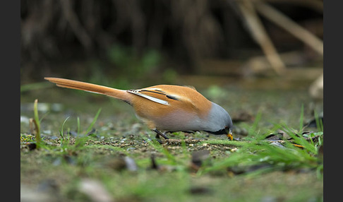 Bartmeise (Panurus biarmicus)