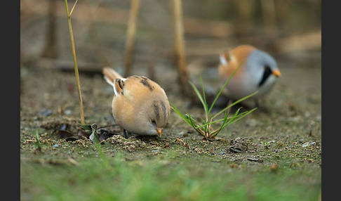 Bartmeise (Panurus biarmicus)