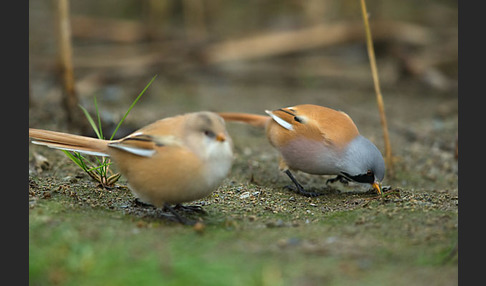 Bartmeise (Panurus biarmicus)