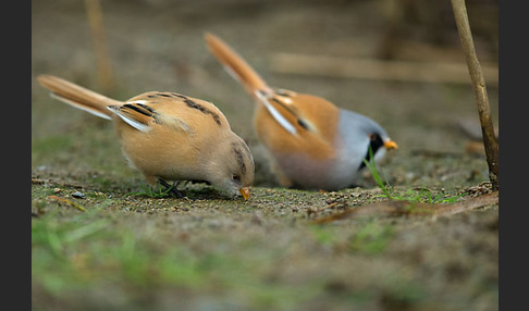 Bartmeise (Panurus biarmicus)