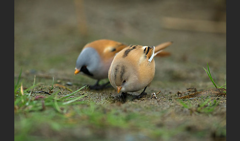 Bartmeise (Panurus biarmicus)