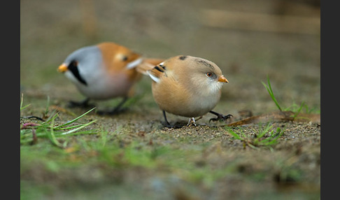 Bartmeise (Panurus biarmicus)