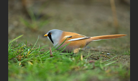 Bartmeise (Panurus biarmicus)