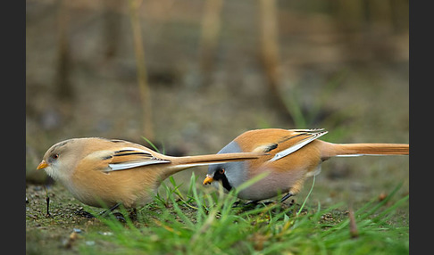 Bartmeise (Panurus biarmicus)