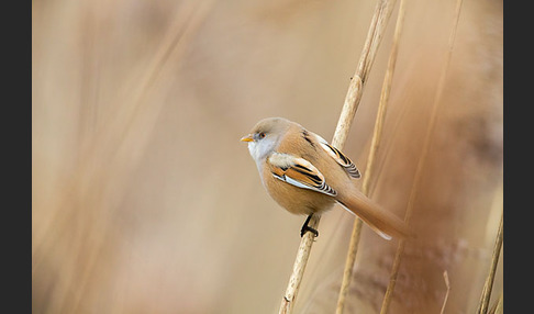 Bartmeise (Panurus biarmicus)