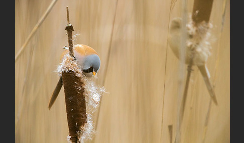 Bartmeise (Panurus biarmicus)