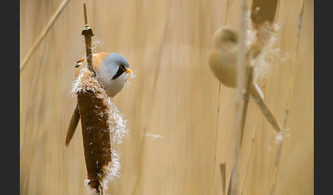 Bartmeise (Panurus biarmicus)