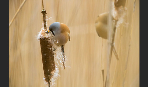 Bartmeise (Panurus biarmicus)