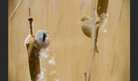 Bartmeise (Panurus biarmicus)