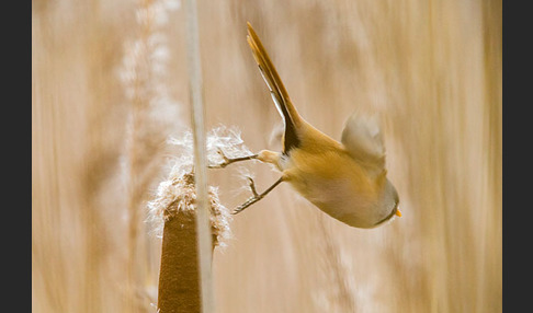 Bartmeise (Panurus biarmicus)