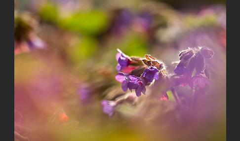 Geflecktes Lungenkraut (Pulmonaria officinalis)