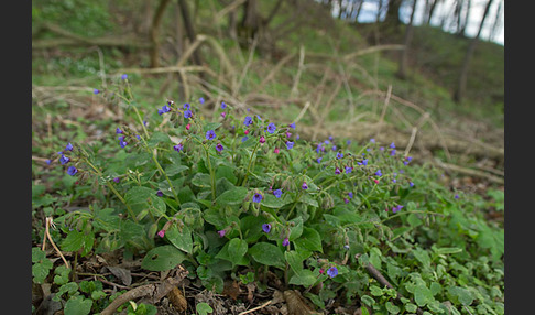 Geflecktes Lungenkraut (Pulmonaria officinalis)