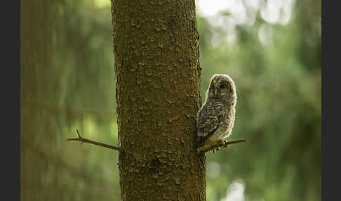 Habichtskauz (Strix uralensis)