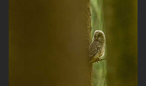 Habichtskauz (Strix uralensis)