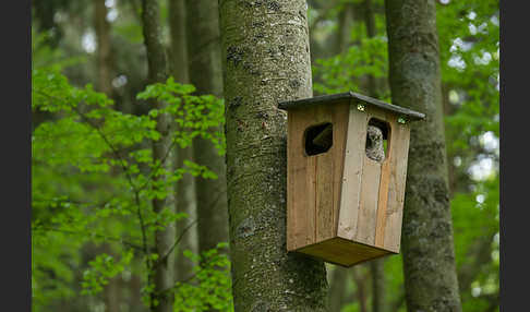 Habichtskauz (Strix uralensis)