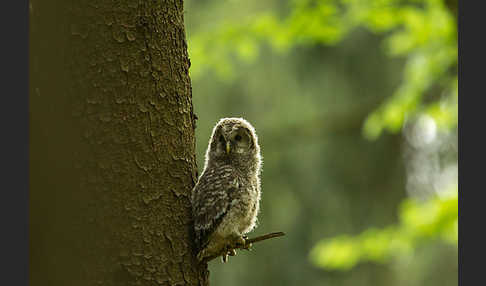 Habichtskauz (Strix uralensis)