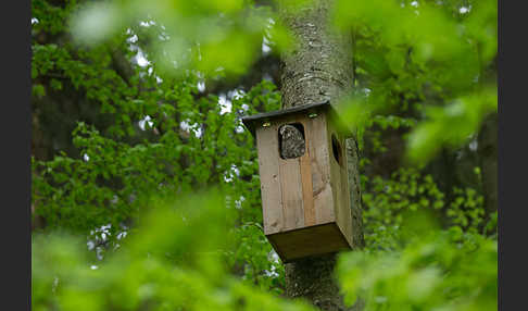 Habichtskauz (Strix uralensis)