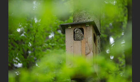 Habichtskauz (Strix uralensis)