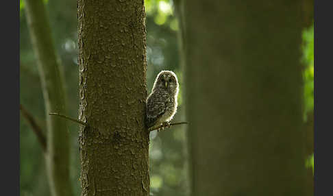 Habichtskauz (Strix uralensis)