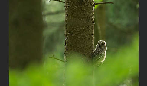 Habichtskauz (Strix uralensis)