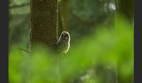 Habichtskauz (Strix uralensis)