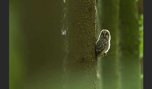 Habichtskauz (Strix uralensis)