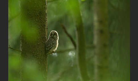 Habichtskauz (Strix uralensis)