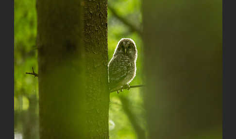 Habichtskauz (Strix uralensis)