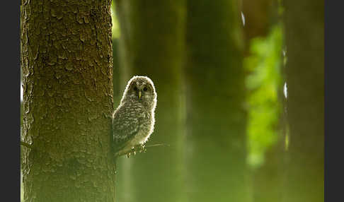 Habichtskauz (Strix uralensis)