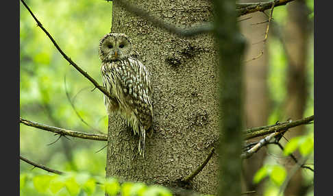 Habichtskauz (Strix uralensis)